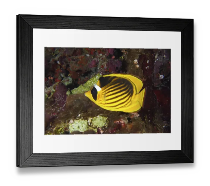 Framed Print : Diagonal butterflyfish (Chaetodon fasciatus)