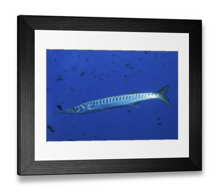 Framed Print : Barracuda (Sphyraena sphyraena) in the Mediterranean Sea near Hyeres