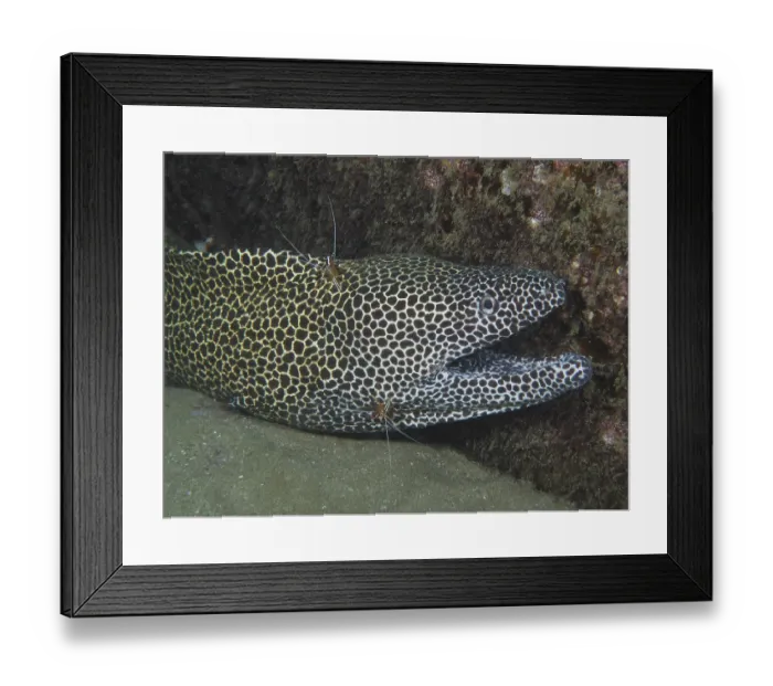 Framed Print : A net moray (Gymnothorax permistus) Framed Print : A net moray (Gymnothorax permistus)