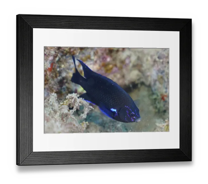 Framed Print : Neon reef fish (Abudefduf luridus)