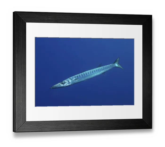Framed Print : Barracuda (Sphyraena sphyraena) in front of a monochrome blue background Framed Print : Barracuda (Sphyraena sphyraena) in front of a monochrome blue background