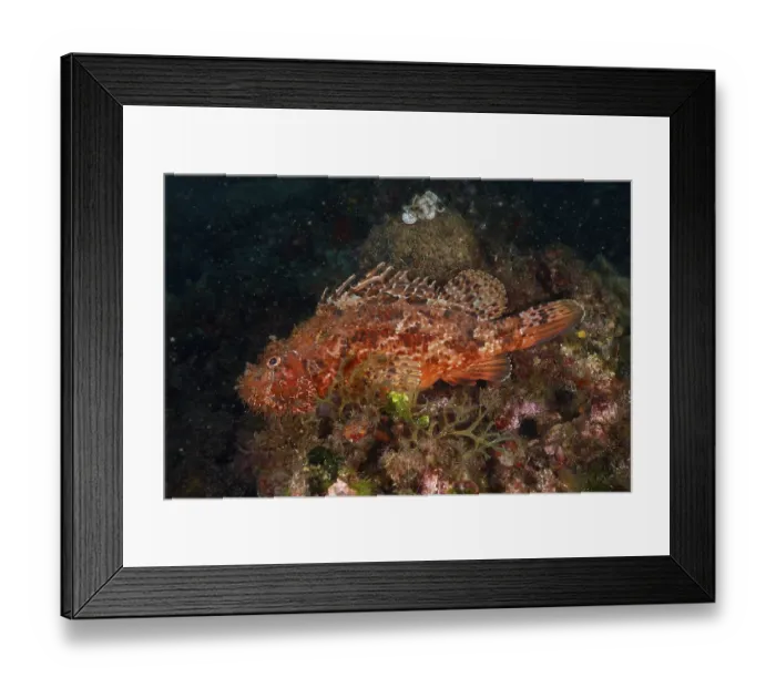 Framed Print : Laterally visible red scorpionfish (Scorpaena scrofa) on the reef