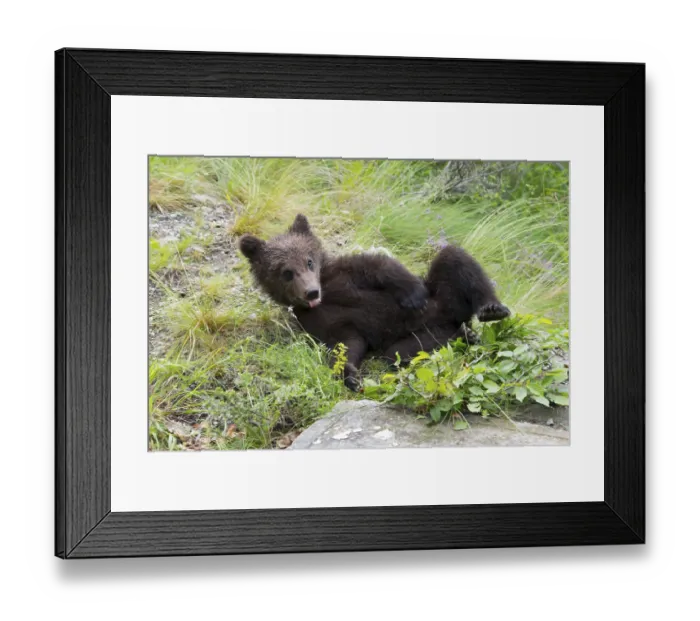 Framed Print : A bear young lying relaxed on its back on grass in a forest scene Framed Print : A bear young lying relaxed on its back on grass in a forest scene