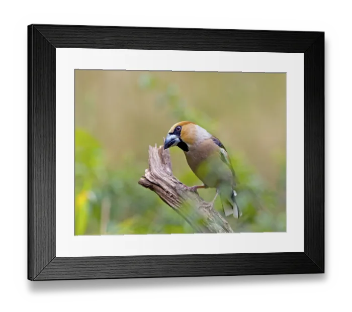 Framed Print : Hawfinch (Coccothraustes coccothraustes) Framed Print : Hawfinch (Coccothraustes coccothraustes)