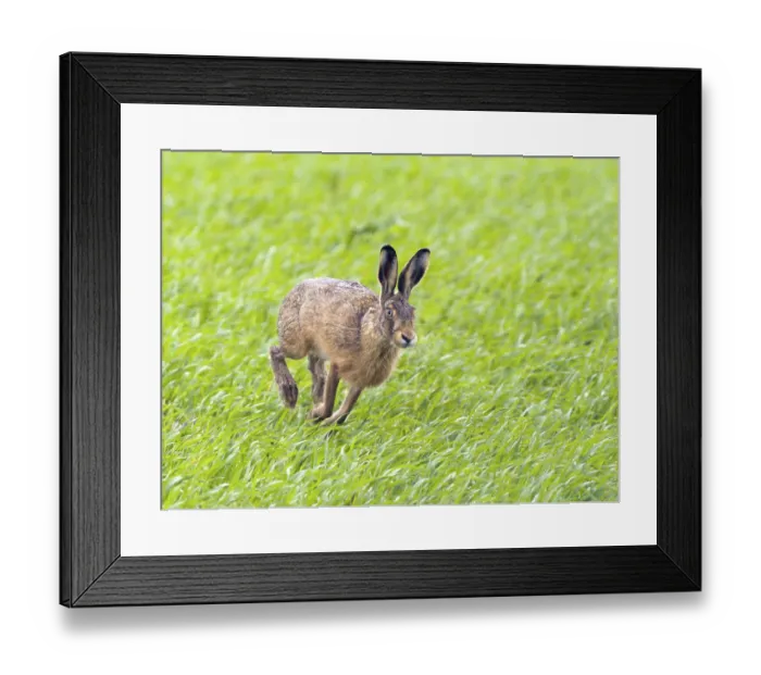 Framed Print : European hare (Lepus europaeus) Framed Print : European hare (Lepus europaeus)