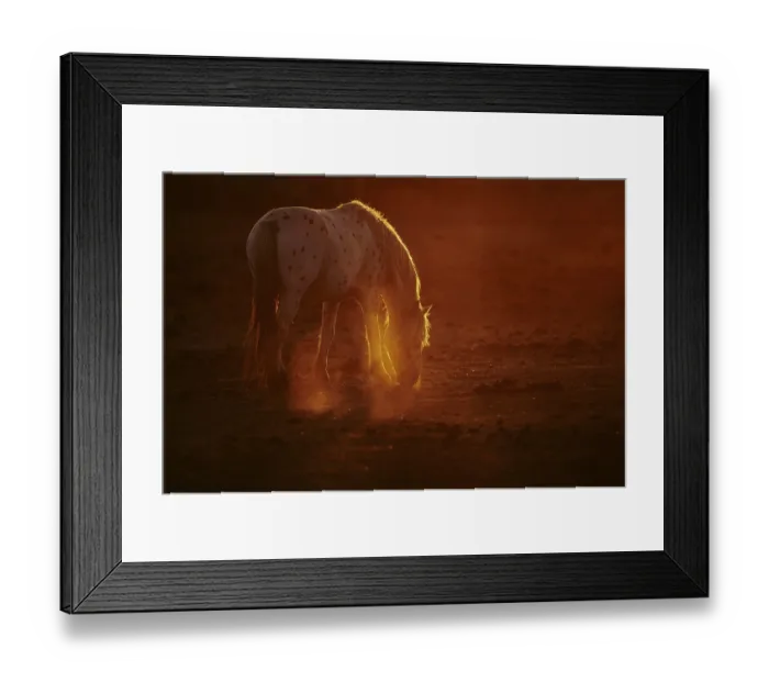 Framed Print : Appaloosa horse in backlight at sunset