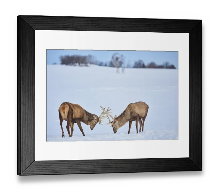 Framed Print : Red deer (Cervus elaphus), Bavaria on a snowy meadow Framed Print : Red deer (Cervus elaphus), Bavaria on a snowy meadow