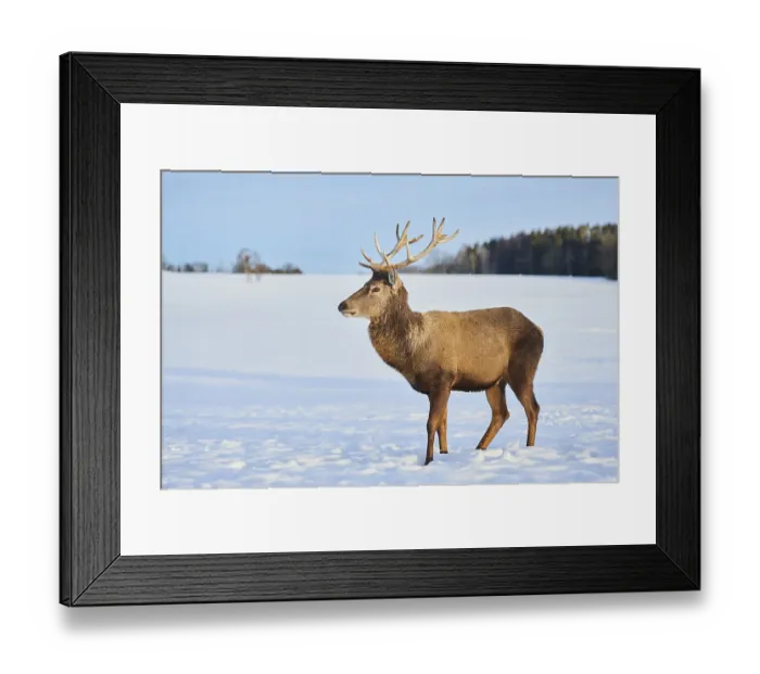Framed Print : Red deer (Cervus elaphus), Bavaria standing on a snowy meadow Framed Print : Red deer (Cervus elaphus), Bavaria standing on a snowy meadow