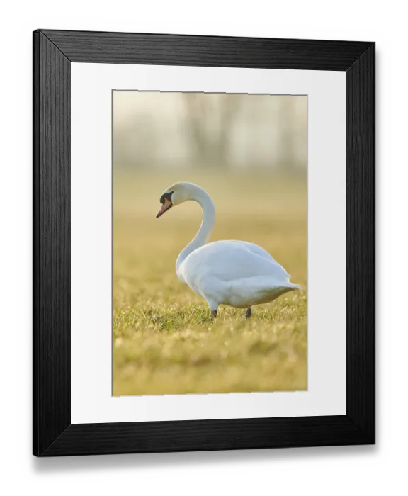 Framed Print : Mute swan (Cygnus olor), standing on a meadow Framed Print : Mute swan (Cygnus olor), standing on a meadow
