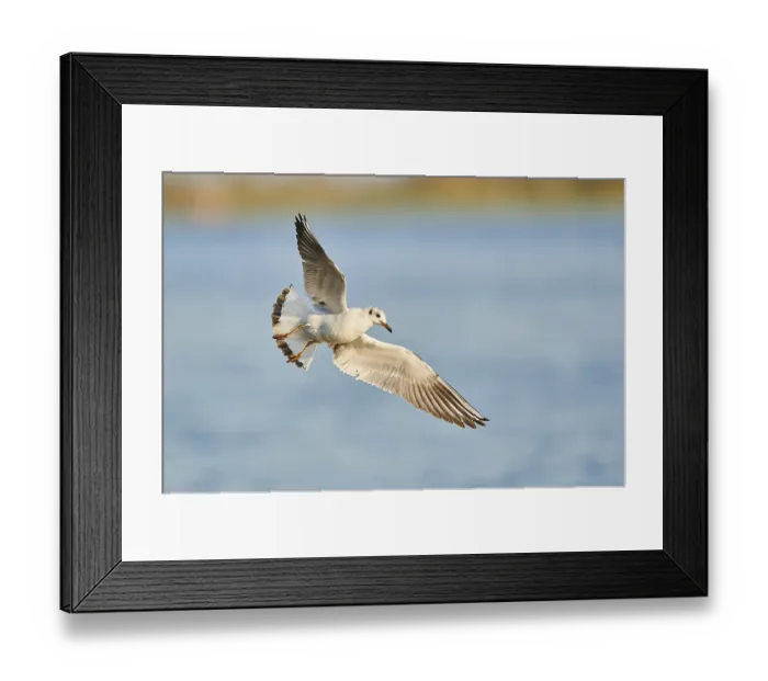 Framed Print : Black-headed gull (Chroicocephalus ridibundus) flying above danubia river Framed Print : Black-headed gull (Chroicocephalus ridibundus) flying above danubia river