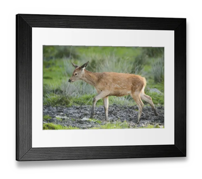 Framed Print : Red deer (Cervus elaphus) calf walking on a meadow Framed Print : Red deer (Cervus elaphus) calf walking on a meadow