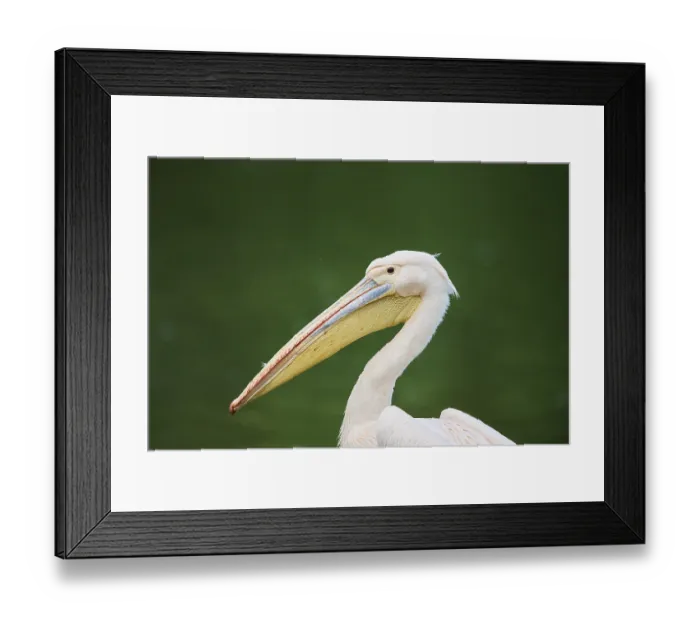 Framed Print : Great white pelican (Pelecanus onocrotalus) portrait Framed Print : Great white pelican (Pelecanus onocrotalus) portrait