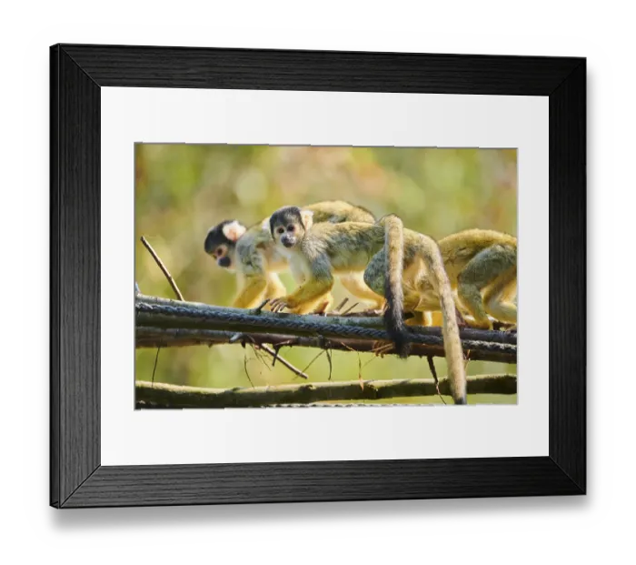 Framed Print : Common squirrel monkey (Saimiri sciureus) Framed Print : Common squirrel monkey (Saimiri sciureus)