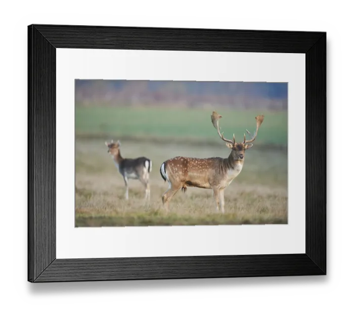 Framed Print : European fallow deer (dama dama) on a meadow in autumn Framed Print : European fallow deer (dama dama) on a meadow in autumn