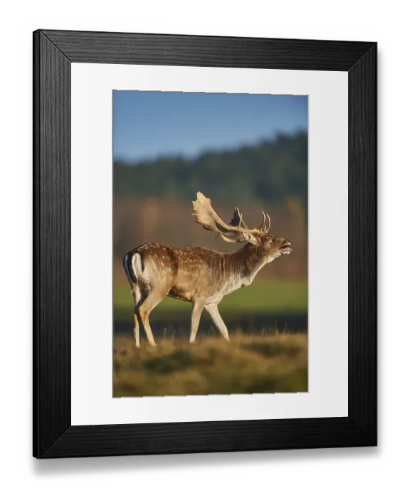 Framed Print : European fallow deer (dama dama) on a meadow in autumn Framed Print : European fallow deer (dama dama) on a meadow in autumn
