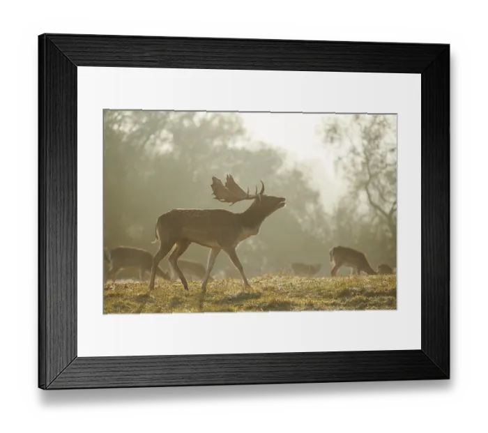 Framed Print : European fallow deer (dama dama) on a foggy morning in autumn