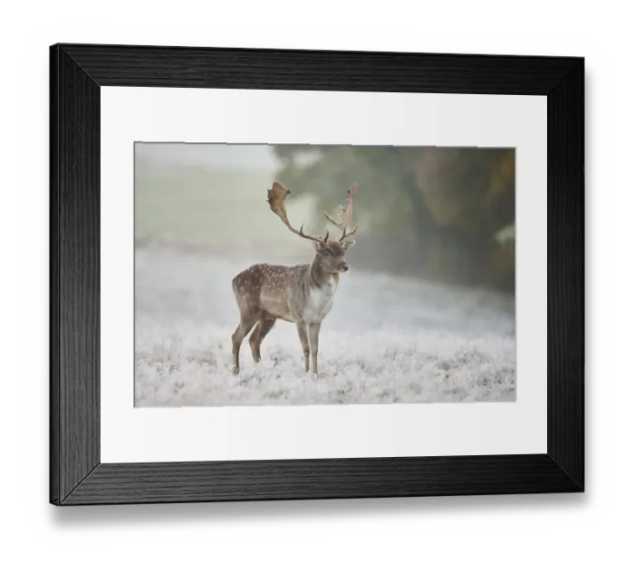 Framed Print : European fallow deer (dama dama) on a frozen meadow in autumn Framed Print : European fallow deer (dama dama) on a frozen meadow in autumn