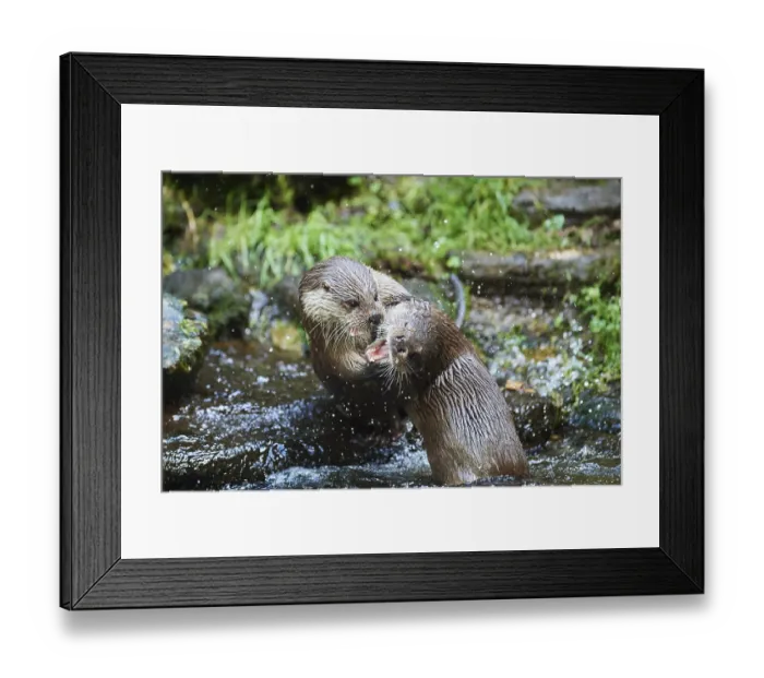 Framed Print : Eurasian otter (Lutra lutra), playing with each other in the water