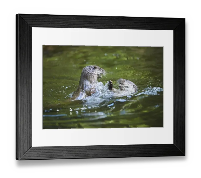 Framed Print : Eurasian otter (Lutra lutra), playing with each other in the water