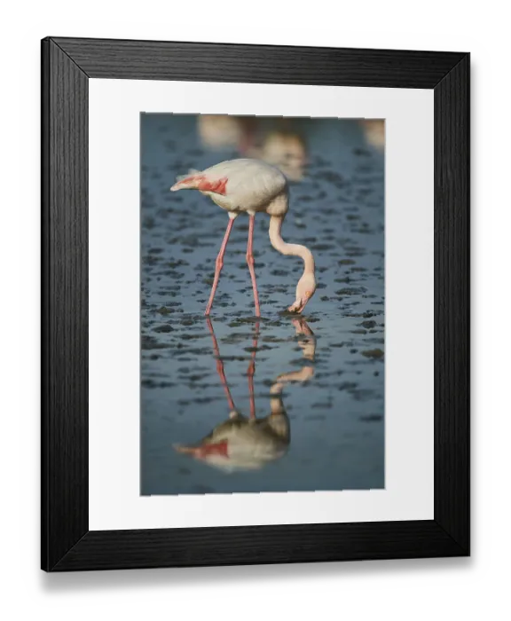 Framed Print : Greater Flamingo (Phoenicopterus roseus)