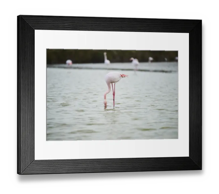 Framed Print : Greater Flamingo (Phoenicopterus roseus) Framed Print : Greater Flamingo (Phoenicopterus roseus)