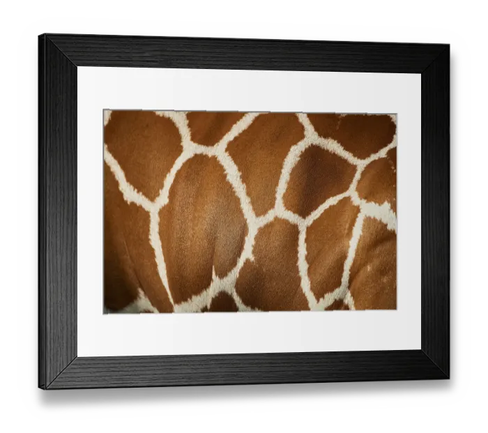 Framed Print : Close-up of the animal fur of a Reticulated giraffe (Giraffa camelopardalis reticulata) Framed Print : Close-up of the animal fur of a Reticulated giraffe (Giraffa camelopardalis reticulata)