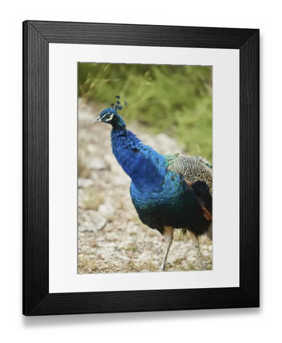 Framed Print : Indian peafowl (Pavo cristatus) Framed Print : Indian peafowl (Pavo cristatus)