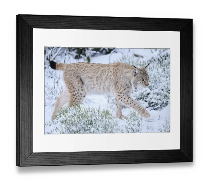 Framed Print : Eurasian lynx (Lynx lynx) walking in the snow