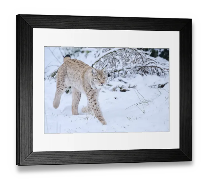 Framed Print : Eurasian lynx (Lynx lynx) walking in the snow