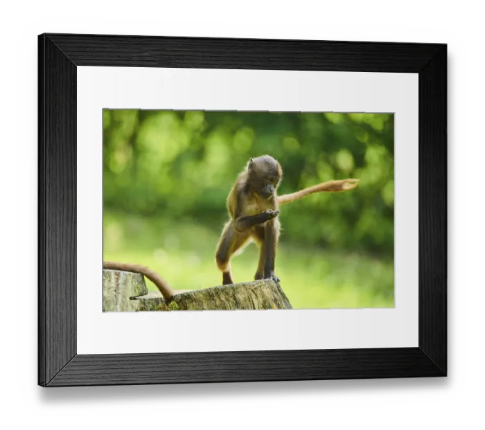 Framed Print : Gelada (Theropithecus gelada) youngster on an old tree trunk Framed Print : Gelada (Theropithecus gelada) youngster on an old tree trunk