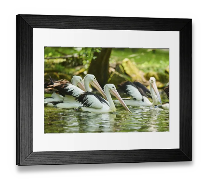Framed Print : Australian pelicans (Pelecanus conspicillatus)