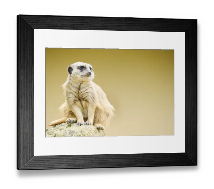 Framed Print : Meerkat (Suricata suricatta) sitting on a rock