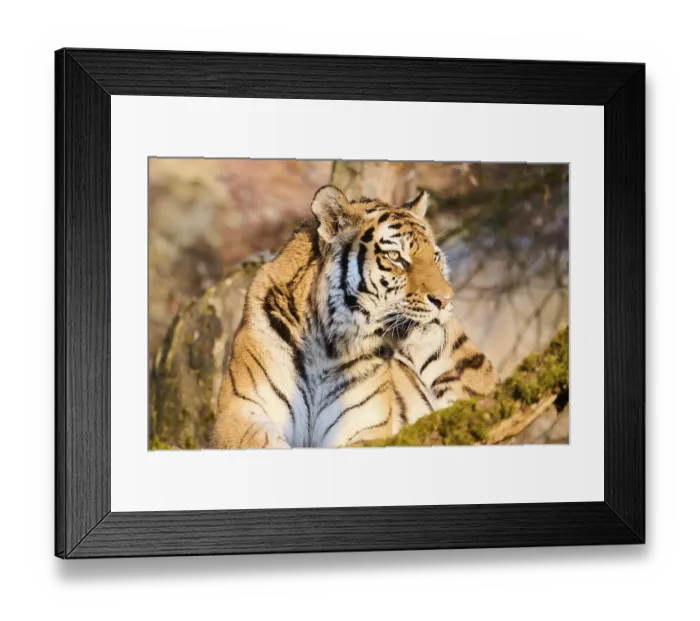 Framed Print : Siberian tiger (Panthera tigris altaica)