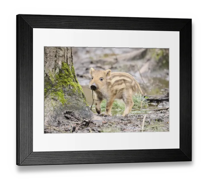 Framed Print : Wild boar (Sus scrofa) squeaker in a forest