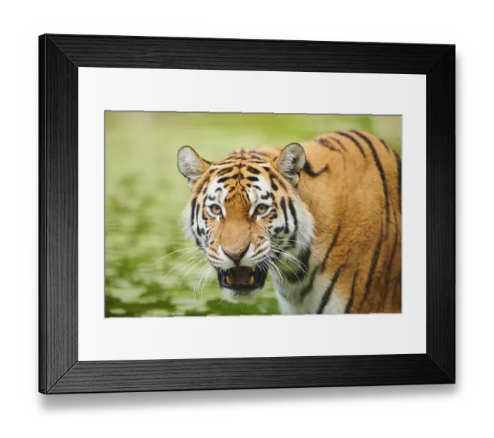 Framed Print : Siberian tiger (Panthera tigris altaica) Framed Print : Siberian tiger (Panthera tigris altaica)
