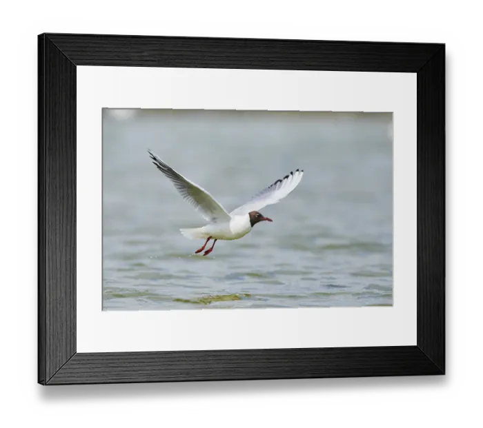 Framed Print : Black-headed gull (Chroicocephalus ridibundus) hunting on the water surface