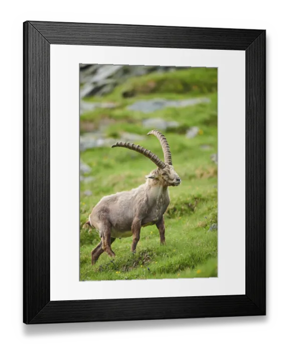 Framed Print : Alpine ibex (Capra ibex) male on a meadow in early summer