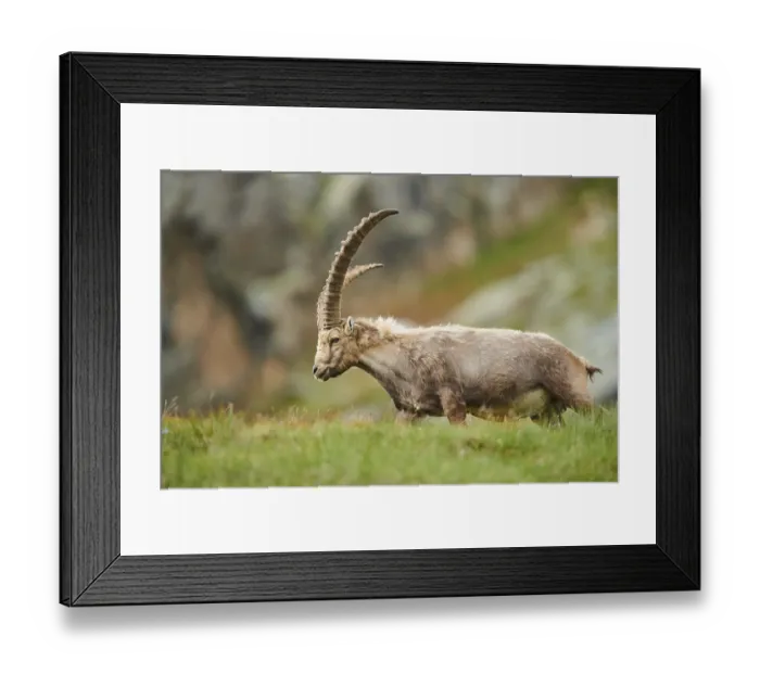 Framed Print : Alpine ibex (Capra ibex) male on a meadow in early summer