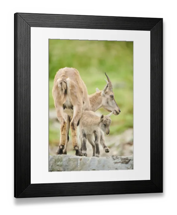 Framed Print : Alpine ibex (Capra ibex) mother with her youngster