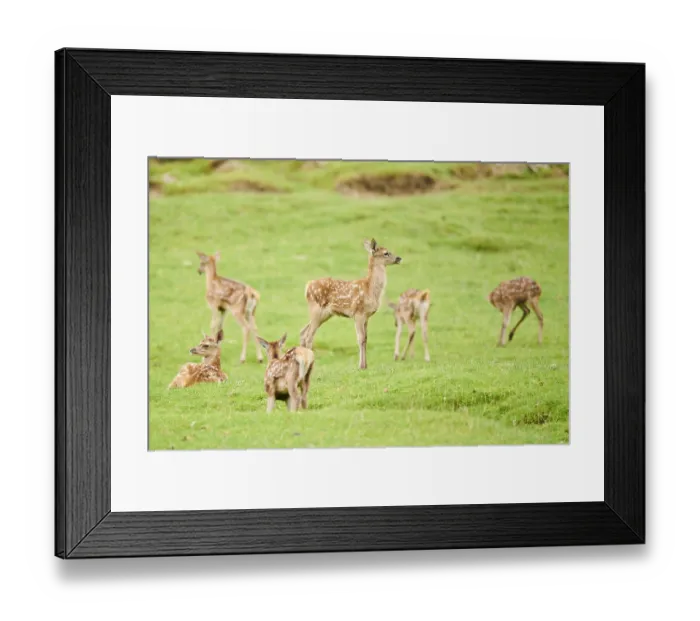 Framed Print : Red deer (Cervus elaphus) fawns on a meadow in the mountains in tirol