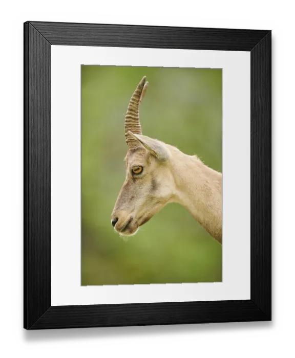 Framed Print : Alpine ibex (Capra ibex) female