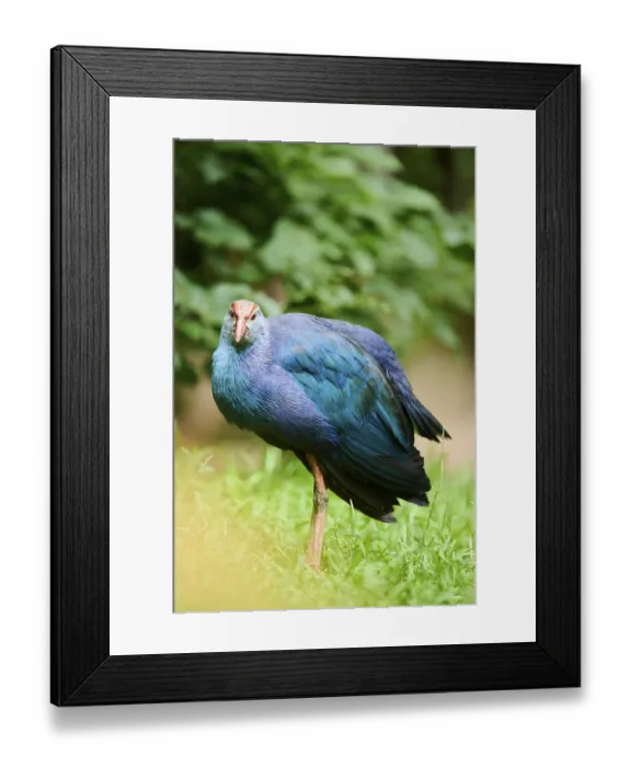 Framed Print : Western swamphen (Porphyrio porphyrio) on a meadow