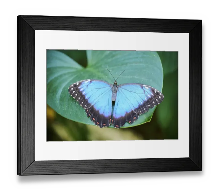 Framed Print : Peleides blue morpho butterfly (Morpho peleides) sitting on a leaf Framed Print : Peleides blue morpho butterfly (Morpho peleides) sitting on a leaf