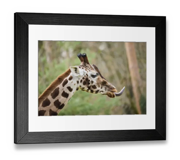 Framed Print : Reticulated giraffe (Giraffa camelopardalis reticulata)