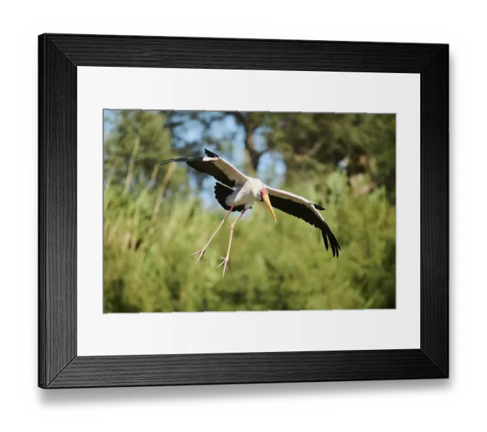 Framed Print : Yellow-bird Stork (Mycteria ibis) Framed Print : Yellow-bird Stork (Mycteria ibis)