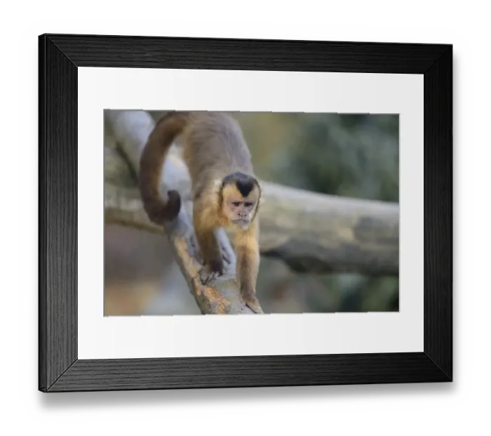 Framed Print : Tufted capuchin (Sapajus apella) climbing on a tree