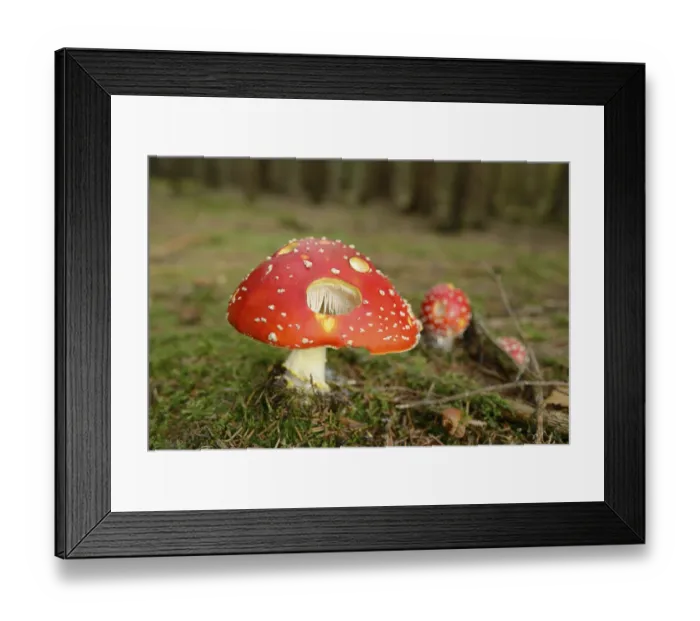 Framed Print : Fly agaric (Amanita muscaria) on a mossy forest ground Framed Print : Fly agaric (Amanita muscaria) on a mossy forest ground
