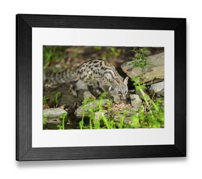 Framed Print : Common genet (Genetta genetta)