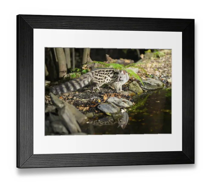 Framed Print : Young Common genet (Genetta genetta) at the shore of a lake