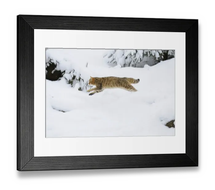 Framed Print : Wildcat running sideways through deep snow in a snowy landscape Framed Print : Wildcat running sideways through deep snow in a snowy landscape